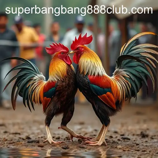 Exploring the Complex World of Cockfighting with SuperBangBang888